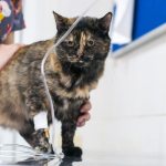 How to put an IV on a cat at home - advice from veterinarians