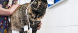 Как ставить капельницу коту в домашних условиях - советы ветеренаров