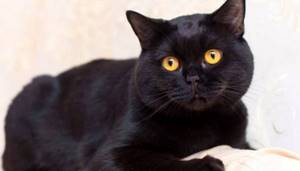 Как ухаживать за черной британской кошкой
