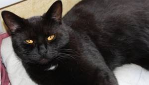 Как ухаживать за черной британской кошкой