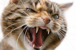 Как успокоить агрессивного кота и понять причину его злости