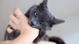 Как успокоить агрессивного кота и понять причину его злости