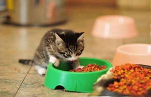 Как выбрать корм для котят