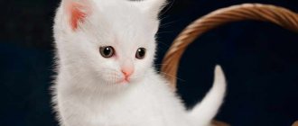 Как выглядел белый котенок
