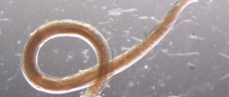 How do worms come out in cats after medication?