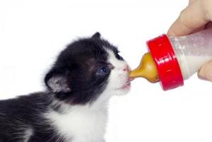 Как выкормить котенка без кошки