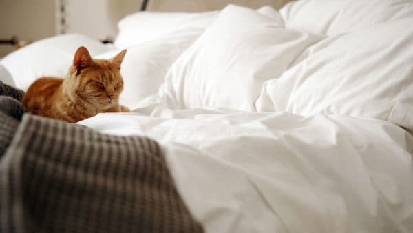 Как выявить причины и отучить кошку гадить в кровать