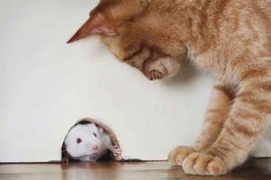Какие кошки ловят мышей и крыс