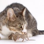 Which cats are better at catching mice?