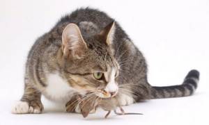 Какие кошки лучше ловят мышей