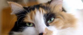 What should a healthy cat's nose look like?