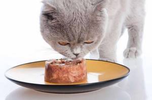 Какими продуктами кормить кошку