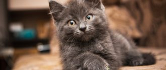 Which kitten is better to take: purebred or yard, boy or girl, at what age to take it and how to choose the best one