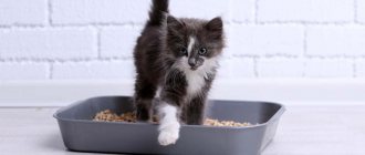 which litter tray is best for a kitten