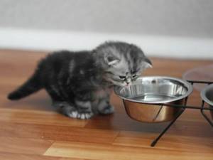 Какую воду давать коту