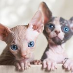 Canadian Sphynx how to vaccinate - All about vaccinations