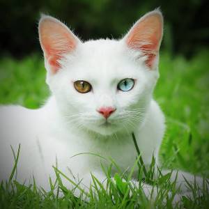 Као-мани, порода кошек тайского происхождения. фото