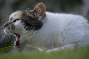 кашель при глистах у кошки