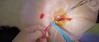cat castration