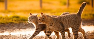 Castration of cats in Voronezh - ZdoroVet