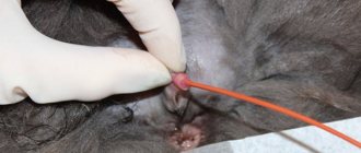 Катетеризация мочевого пузыря у кошек
