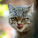 кавказская лесная кошка красная книга