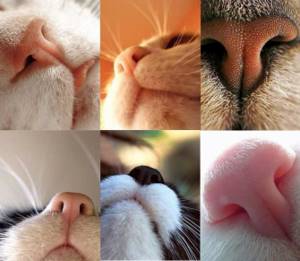 Каждый кошачий нос индивидуален и неповторим