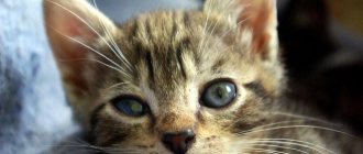 кератит у котенка