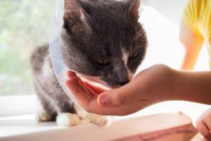 Кетостерил для кошек зачем давать и как дозировать