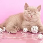 Nicknames for girls&#39; cats