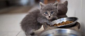 Когда и как переводить котенка на сухой корм читайте статью