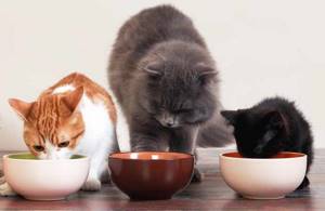 Когда нужно увеличить порцию еды кошки