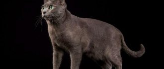 Корат – кошка родом из Таиланда, описание породы, внешний вид и характер, уход и кормление