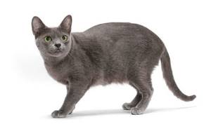 Корат – кошка родом из Таиланда, описание породы, внешний вид и характер, уход и кормление