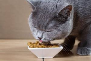Корм для кастрированных котов может быть заменен натуральными продуктами при правильном подсчете калорий