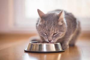 Корм для кошек Pronature: разбор состава, отзывы ветеринаров
