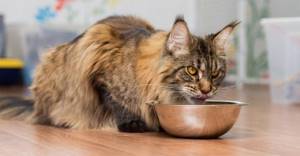 Корм для кошек Pronature: разбор состава, отзывы ветеринаров
