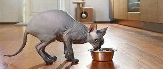Food for sphinxes