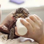 Кормление новорожденного котенка без кошки