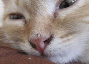 Корочки на носу при насморке у кошек