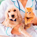 Coronavirus in cats and dogs