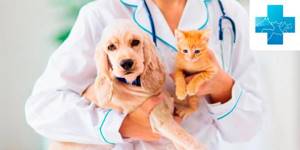 Коронавирус у кошек и собак