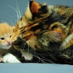 Кошачья материнская любовь