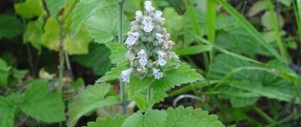 Кошачья мята очень пахожа на мяту обыкновенную