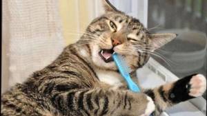 Кошка чистит зубы.jpg