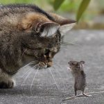 Кошка ест мышей, что делать читайте статью