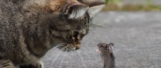 Кошка ест мышей, что делать читайте статью