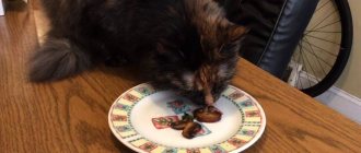 Кошка ест свежие грибы