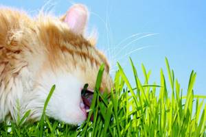 кошка ест траву, чтобы хорошо работал кишечник