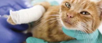 The cat is limping on its hind leg without visible damage and shaking its paw or pulling it back